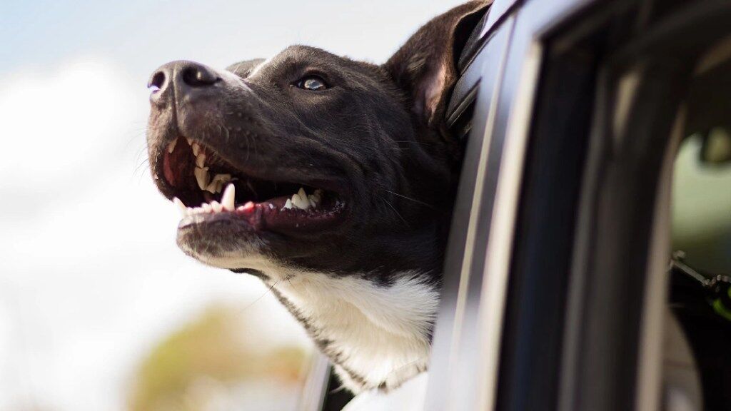 viajar com animais no carro